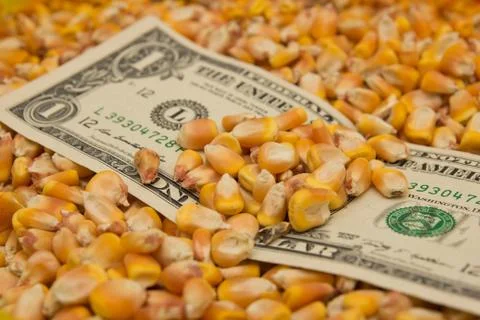 Dollars in corn Stock Photos