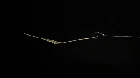 Dollars on fishing hook. Stock Footage 629338