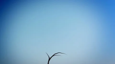 Dollars growing on a tree. Stock Footage 21576848