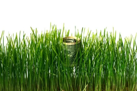Dollars rolled up in pipe on growing wheat. Concept of business and finance Stock Photos