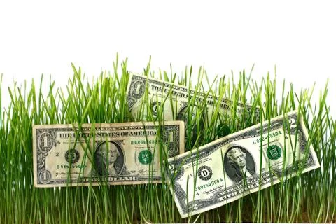 Dollars on sprouted wheat to increase profits.Concept of business and finance Stock Photos
