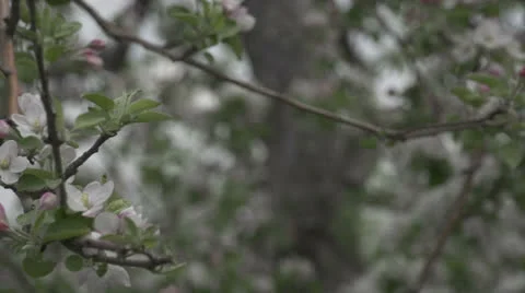 Dolly across apple blossoms Vidéo 24088735