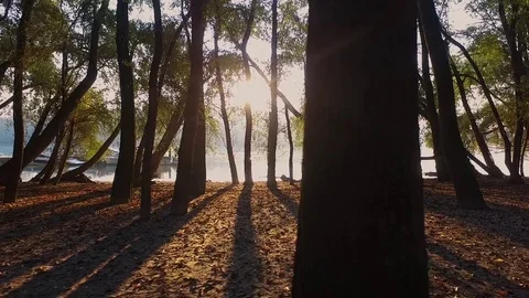 Dolly aerial view between trees Stock Footage 70759576