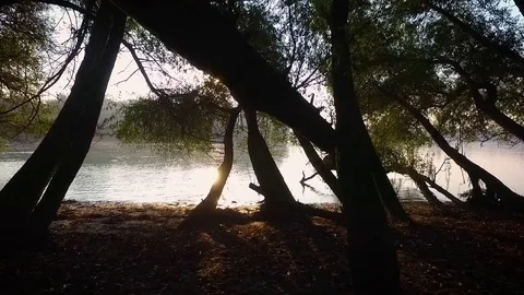 Dolly aerial view between trees Stock Footage 70759885