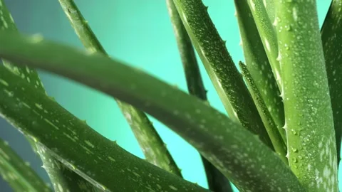Dolly in aloe Vera Stock Footage 167846749