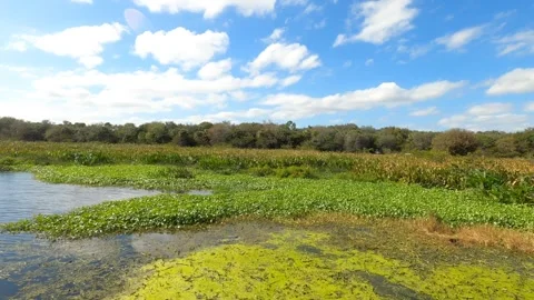 Dolly Along Marsh Green Cay Wetlands Stock Footage 295970845
