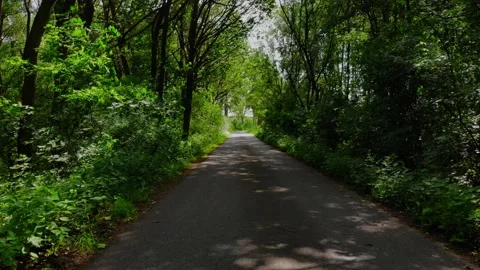 Dolly in along paved road in green forest Stock Footage 138758460