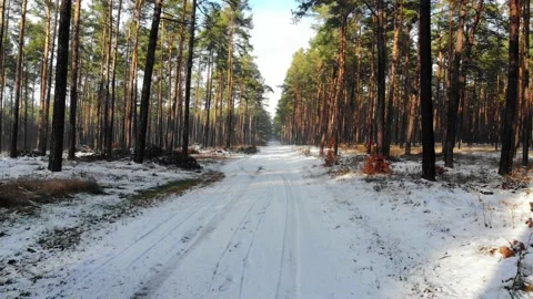 Dolly along snowy path in forest during daytime Stock Footage 134820788