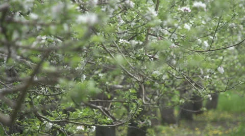Dolly and rack focus on Apple Blossoms Stockbeeldmateriaal 24097127