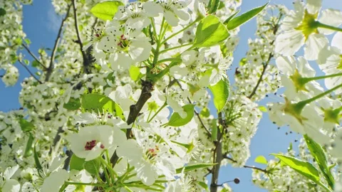 Dolly and rack focus from branch of blossoms to two blossoms on RED camera Stock Footage 128465823