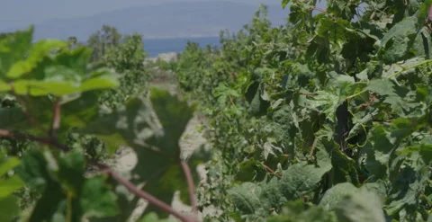 Dolly and rack focus down row of vines at vineyard in Santorini, Greece￼ Stock Footage 202258876