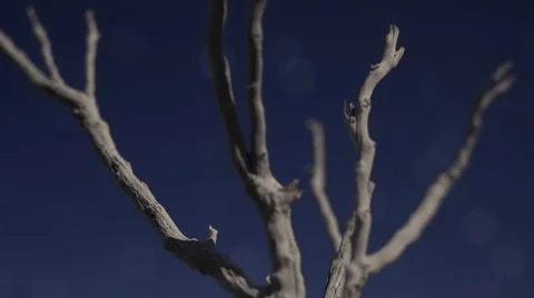 Dolly and Tilt through Tree Branches Stock Footage 60756466