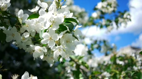 Dolly of apple-tree 2 Stock Footage 733173