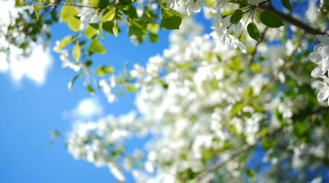 Dolly of apple-tree 3 Stock Footage