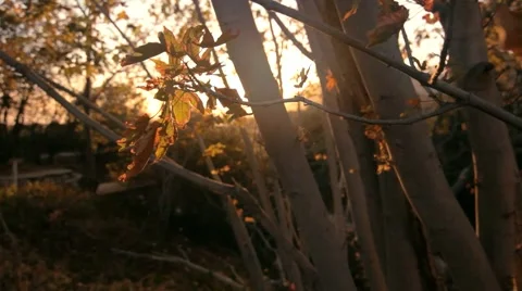 Dolly around leaf on tree branch with lens flare Video stock 40387288