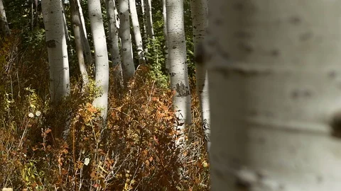 Dolly from Aspen tree to forest, Fall season, Wasatch Mountains, Utah. Stock Footage 99517641