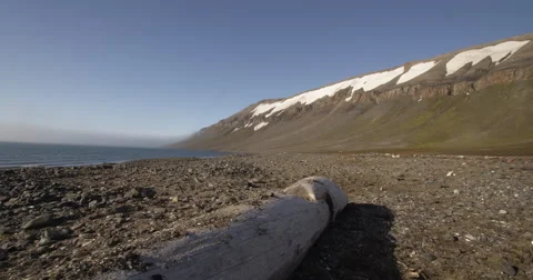 Dolly back and forth along driftwood log on arctic beach Stock Footage 61968573