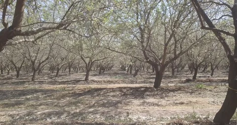 DOLLY BACK OF GREEN TREES FOREST SKY CHILE 4K Stock Footage 100286771