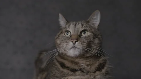 Dolly back from highly focused tabby cat looking off camera 스톡 동영상 146984717