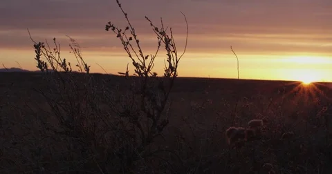 Dolly back through brush away from setting sun Stock Footage 75176212