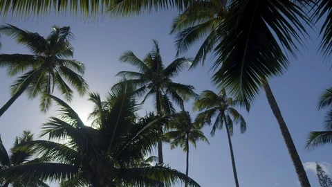 Dolly Back Under Coconut Trees Looking at Sun Stock-Footage 101037674