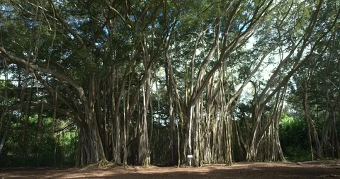 Dolly Back Wide Banyan Tree Forest, 4K60p Stock-Footage 101055946