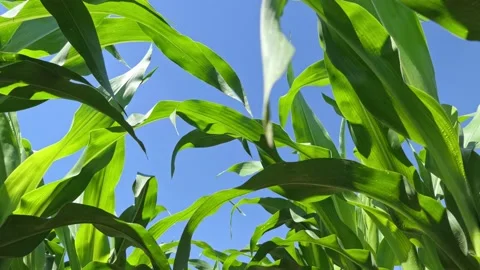 Dolly backward shot of a corn field from bottom to the sky 動画素材 131332098