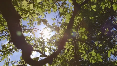 Dolly Of Beautiful Lens Flare Through Branches Stock Footage 79656316