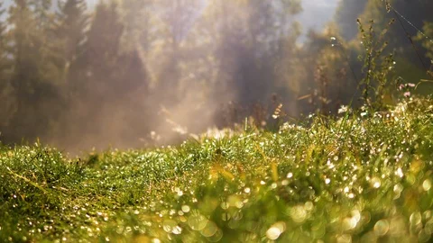 Dolly blurred green grass with water drops. Defocused background fog landscape Stock Footage 88623341