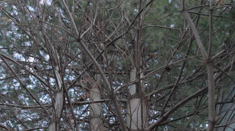 Dolly into branches Stock Footage 34135150