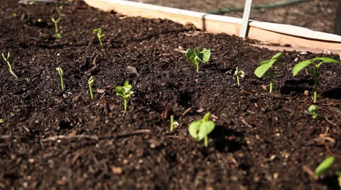 Dolly budding plants  Vídeos de archivo 25445872