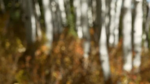 Dolly camera from Aspen tree to defocused forest during Fall in Utah. Stock Footage 99517792