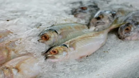Dolly camera fish in ice bucket in supermarket. frozen fish. Fresh fish in Stock Footage 101245124
