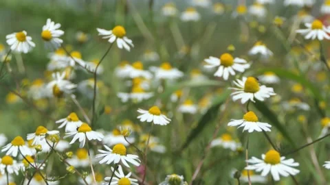Dolly camera move in a field of chamomiles and butterflies Stock-Footage 131331787