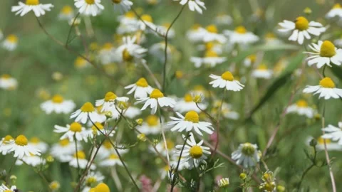 Dolly camera move in a field of chamomiles and butterflies Video stock 131331854