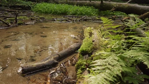 Dolly camera movement of calm stream with fallen tree and moss summertime Stock Footage 115860029