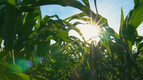 Dolly camera shots in corn field with sunbeam at evening Video stock 134746882