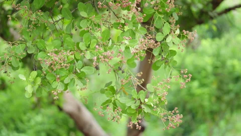 Dolly, cashew nut tree flowering on field, blooming stage for pollination Stock Footage 245610634