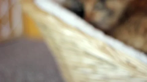 Dolly up on cat Stock Footage 4230369