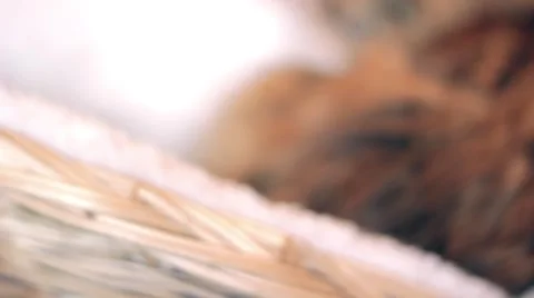 Dolly in on a cat Stock Footage 4231263