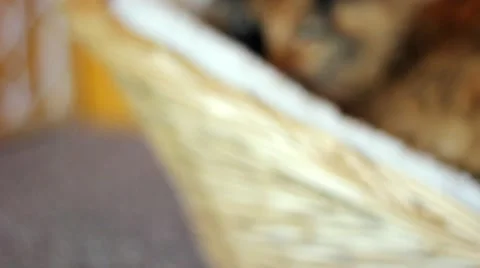 Dolly in on cat sleeping Stock Footage 4230849