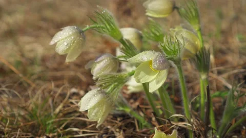 Dolly close to cinematic first snowdrop flowers bloom, spring Seasonal Siberia  Stock Footage 204121567