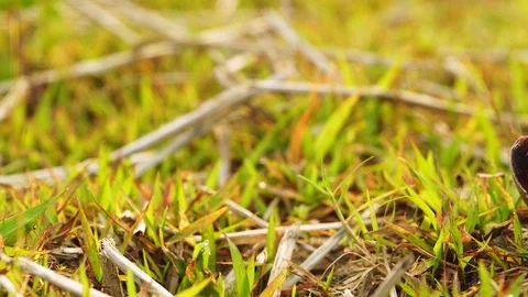 Dolly close up snail carcass on the grass fields. Stock Footage 106741520