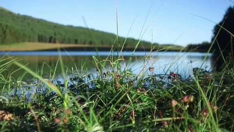 Dolly in close up of swaying grass at clear morning lake Stock Footage 82631583