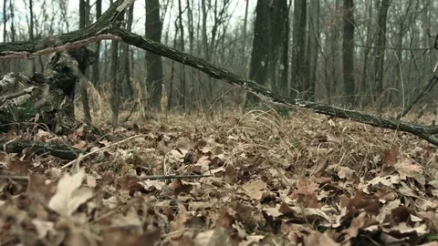 Dolly close up walking in the woods Stock Footage 71211470