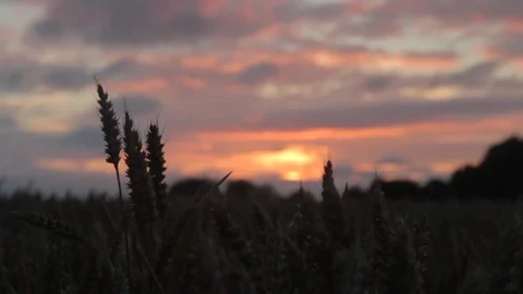 Dolly Close up Wheat Head at Sunset (Magic hour) / Großaufnahme Ähre Stock Footage