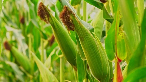 Dolly close up young corn cob on the tree in organic farm. Stock Footage 106167280