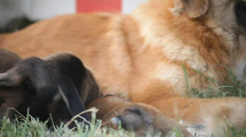 Dolly dog and puppies Stock Footage