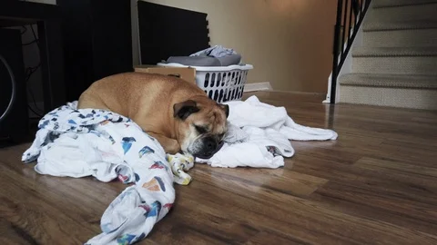 Dolly in to dog lying on laundry pile Stock Footage 115651691