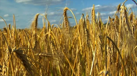 Dolly down in wheat rye corn field Stock-Footage 11524873